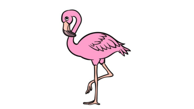 Draw A Cartoon Flamingo