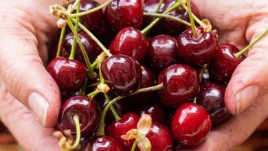 Well being Benefits And Outcomes Of Prunus