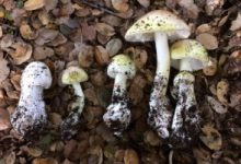 Can Edible Mushrooms Be Used in Natural Dyes or Textile Production?